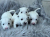 West highland terrier READY NOW
