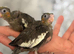 Hand-Reared Cockatiels