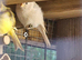 Red poll muataions finches