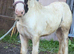 Cob colt to make 14’2