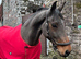 Incredible safe big horse for someone to enjoy