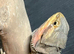 Female bearded dragon