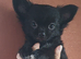 Last 2 boys long coat chihuahua pups