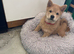 Last 2 girl chows £1000
