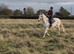 Loveable 15.3hh fleabitten grey gelding