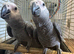 STUNNING African grey baby&rsquo;s