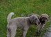 Bedlington terrier