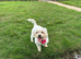 Beautiful maltese