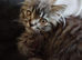 Scottish straight longhair x BSH