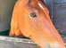 Broodmare/ happy hacker