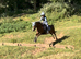 12hh, 9yo Pony Club Mare – For Sale
