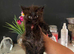 Mainecoon cross