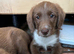 Adorable labradoodle puppies READY NOW