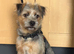 12 months Yorkshire terrier x jack Russell boy