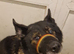 German Shepherd Wolf dog