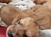 Cream Standard Longhaired Dachshund Puppies