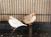 Final Batch of This Year's Finches - Ready to Go!
