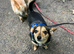 Chihuahua and dachshund