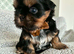 Adorable Shih Tzu Puppies &ndash; Ready for Loving Homes