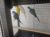 4 weeks-3 months old Baby ringneck (multiple colours)