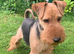 PLL Clear KC REG STUD - SON OF BORRIS THE BLADE!!