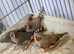 Zebra finches