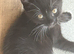 GORGEOUS KITTEN GIRL READY TO REHOME!