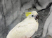 Hand-Rearing Friendly Baby Super Tame Cuddly Sulphur Crested cockatoo