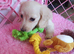 Clear cream long haired female dachshund