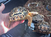 2 x young leopard tortoises