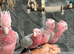 Friendly HandReared Super Tame Cuddly Galah Cockatoo Parrot,27