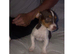 Jack Russell puppy's for sale