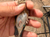 26 gray male goldfinch