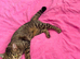 Bengal mixx girl