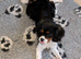 8 month old Cavalier KC Tri girl