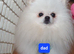 Pomeranian puppies