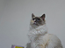 Ragdoll kitten for sale 1 boy left