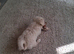 Maltese puppy's