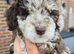Beautiful F1BB rare curly cockapoo's