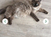 Maine coon ragdoll mix