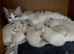 2 left ready to leave GCCF Ragdoll kittens