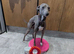 Whippet crossed Italian greyhound