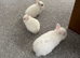 Sweet boy baby bunnies!!!