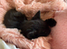 Female kitten