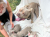 BUGZY - PROVEN | ABKC Registered | Pedigree