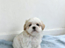Shih-tzu puppes