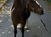 Beautiful standard Shetland mare