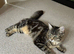 Two young male cats