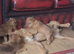 Beautiful Lakeland pups