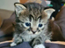 4 incredibly stunning kittens